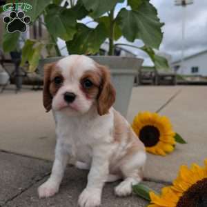 Hazel, Cavalier King Charles Spaniel Puppy