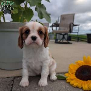 Hazel, Cavalier King Charles Spaniel Puppy