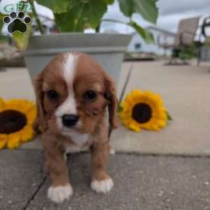 Abbie, Cavalier King Charles Spaniel Puppy