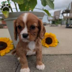 Abbie, Cavalier King Charles Spaniel Puppy
