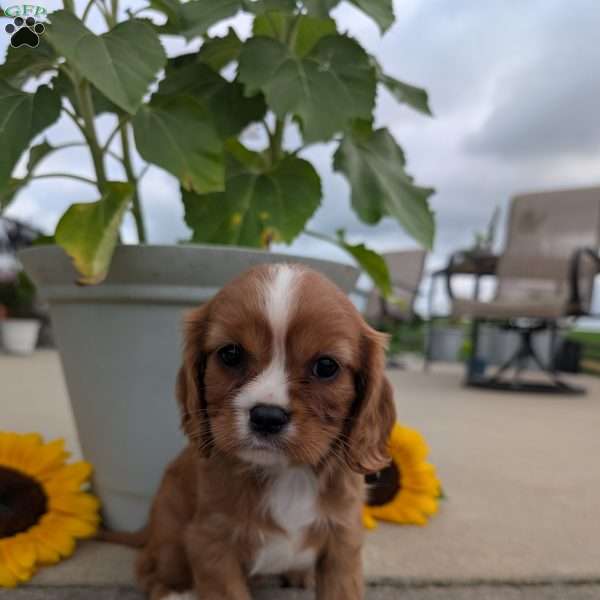 Abbie, Cavalier King Charles Spaniel Puppy