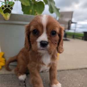 Abbie, Cavalier King Charles Spaniel Puppy