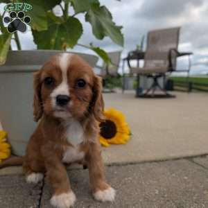 Abbie, Cavalier King Charles Spaniel Puppy