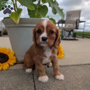 Abbie, Cavalier King Charles Spaniel Puppy
