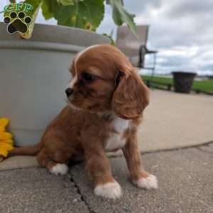 Abbie, Cavalier King Charles Spaniel Puppy