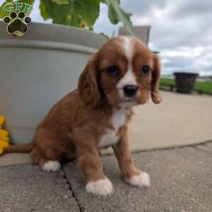 Abbie, Cavalier King Charles Spaniel Puppy