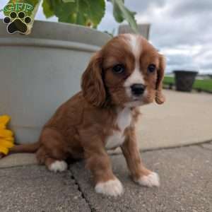 Abbie, Cavalier King Charles Spaniel Puppy