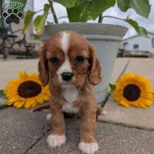 Abbie, Cavalier King Charles Spaniel Puppy