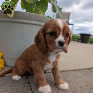 Abbie, Cavalier King Charles Spaniel Puppy