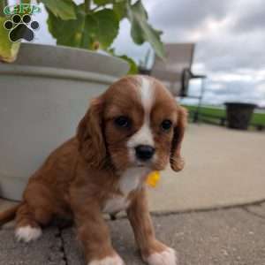 Abbie, Cavalier King Charles Spaniel Puppy