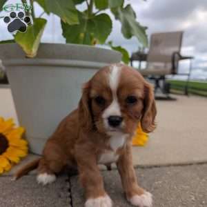 Abbie, Cavalier King Charles Spaniel Puppy