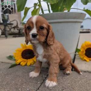 Abbie, Cavalier King Charles Spaniel Puppy