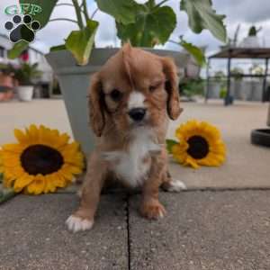 Sue, Cavalier King Charles Spaniel Puppy