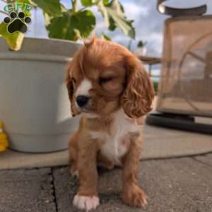 Sue, Cavalier King Charles Spaniel Puppy