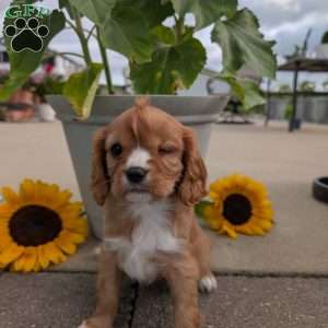 Sue, Cavalier King Charles Spaniel Puppy