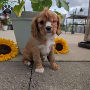 Sue, Cavalier King Charles Spaniel Puppy