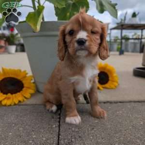 Sue, Cavalier King Charles Spaniel Puppy