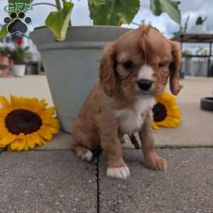 Sue, Cavalier King Charles Spaniel Puppy