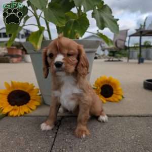 Sue, Cavalier King Charles Spaniel Puppy