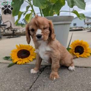 Sue, Cavalier King Charles Spaniel Puppy