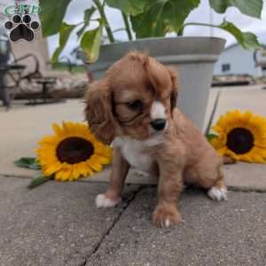 Sue, Cavalier King Charles Spaniel Puppy