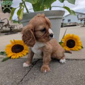 Sue, Cavalier King Charles Spaniel Puppy
