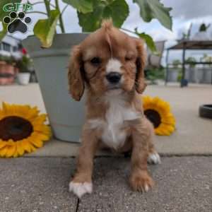 Sue, Cavalier King Charles Spaniel Puppy