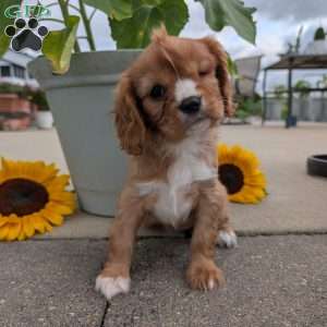 Sue, Cavalier King Charles Spaniel Puppy