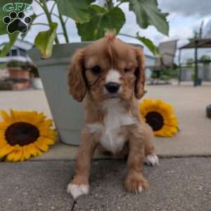 Sue, Cavalier King Charles Spaniel Puppy