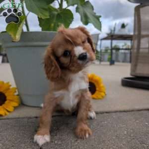Sue, Cavalier King Charles Spaniel Puppy