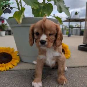 Sue, Cavalier King Charles Spaniel Puppy