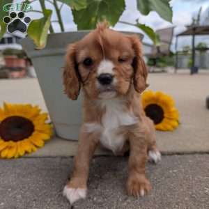 Sue, Cavalier King Charles Spaniel Puppy