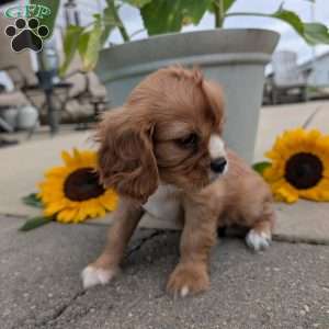 Sue, Cavalier King Charles Spaniel Puppy
