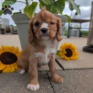 Sue, Cavalier King Charles Spaniel Puppy