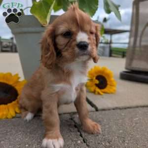 Sue, Cavalier King Charles Spaniel Puppy