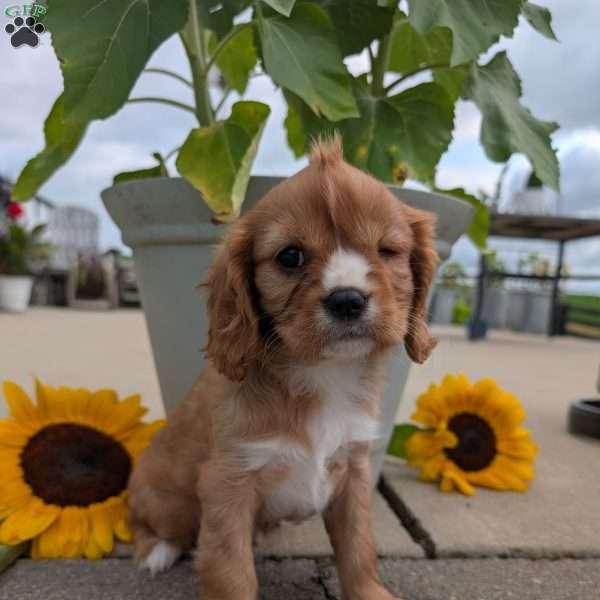 Sue, Cavalier King Charles Spaniel Puppy