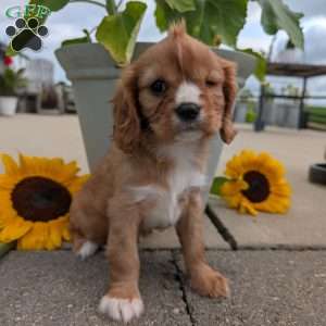 Sue, Cavalier King Charles Spaniel Puppy