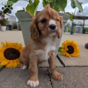 Sue, Cavalier King Charles Spaniel Puppy