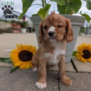 Sue, Cavalier King Charles Spaniel Puppy
