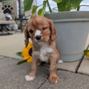 Sue, Cavalier King Charles Spaniel Puppy