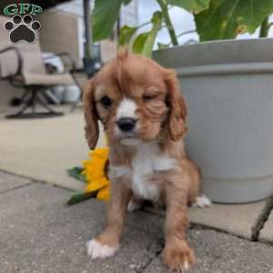 Sue, Cavalier King Charles Spaniel Puppy