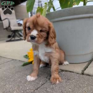 Sue, Cavalier King Charles Spaniel Puppy