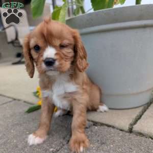 Sue, Cavalier King Charles Spaniel Puppy