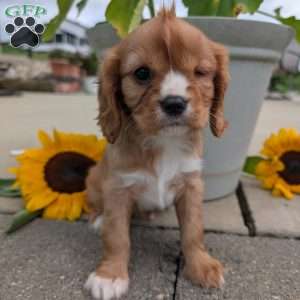 Sue, Cavalier King Charles Spaniel Puppy