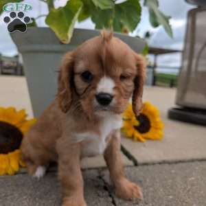 Sue, Cavalier King Charles Spaniel Puppy
