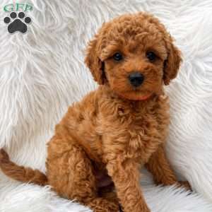 Max, Mini Goldendoodle Puppy