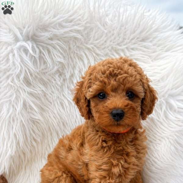 Max, Mini Goldendoodle Puppy