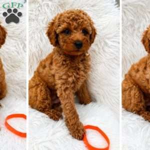 Max, Mini Goldendoodle Puppy