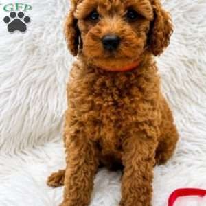 Bruno, Mini Goldendoodle Puppy