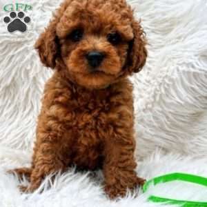 Baxter, Mini Goldendoodle Puppy